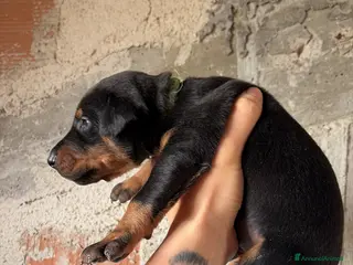 Dobermann cani Cuccioli di dobermann - Annuncio 2