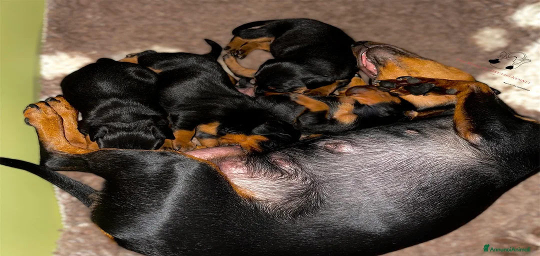 Immagine della galleria {{count}}