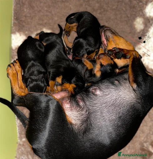 Immagine della galleria {{count}}