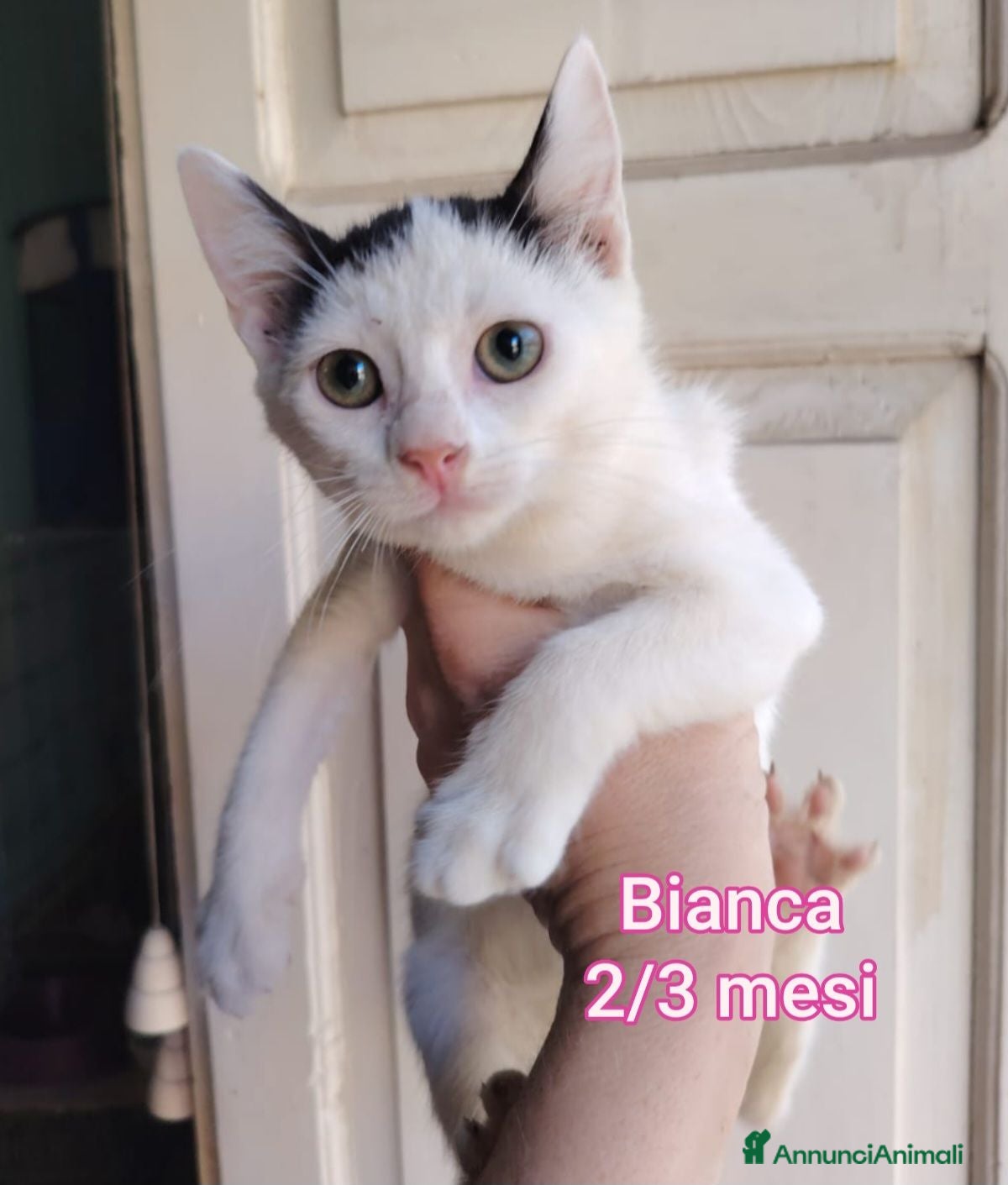Europeo gatti GATTINI ABBANDONATI: URGENTE  - Annuncio 12