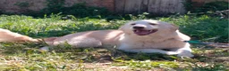 Meticcio cani in regalo: TACO CUCCIOLO MIX GOLDEN  a Provincia di Varese - Annuncio 2