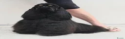 Cocker americano cani in vendita: Cuccioli di Cocker Americano - Annuncio 1