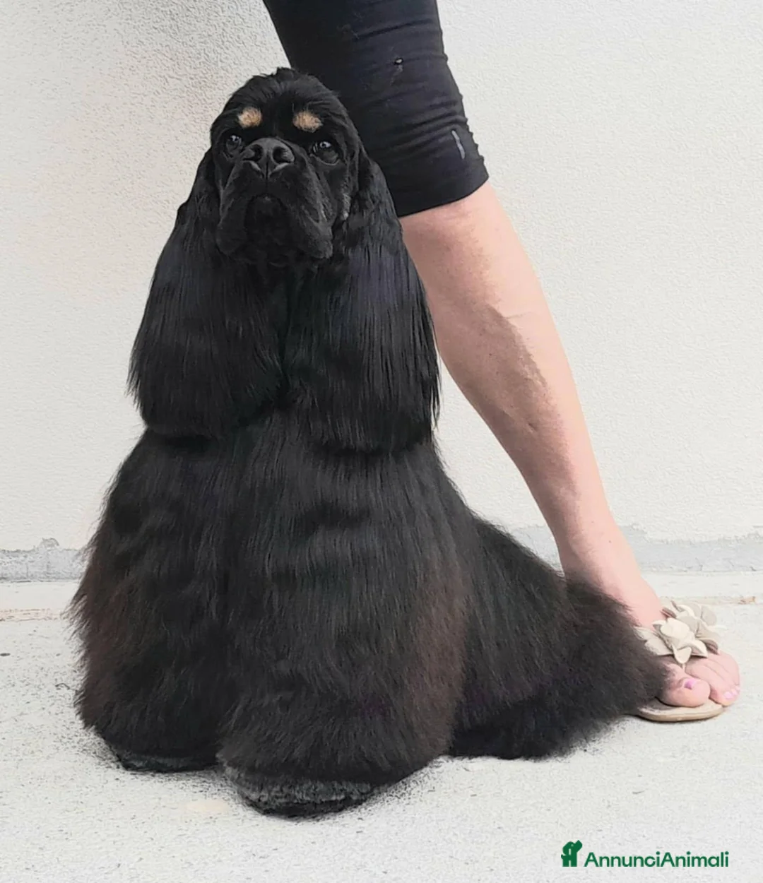 Cocker americano cani in vendita: Cuccioli di Cocker Americano - Annuncio 1