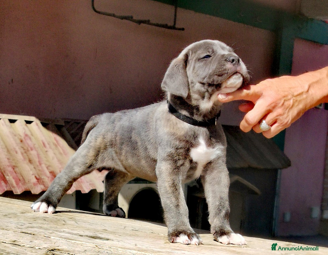 Immagine della galleria {{count}}