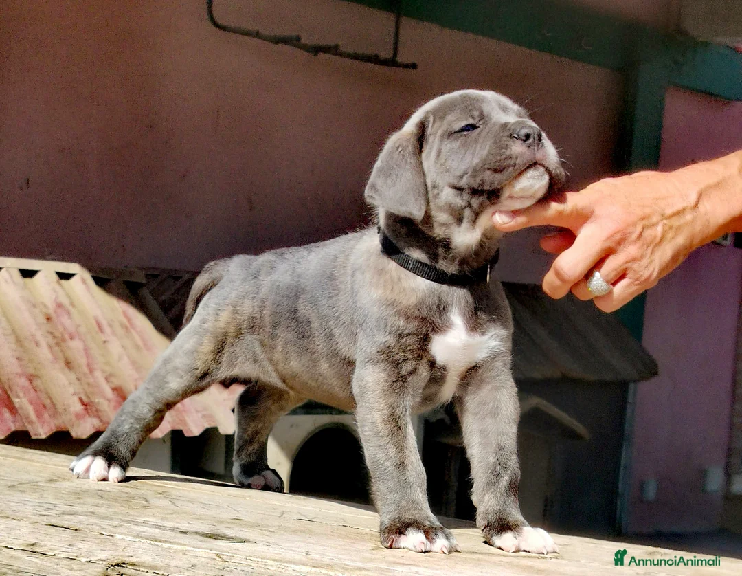 Immagine della galleria {{count}}