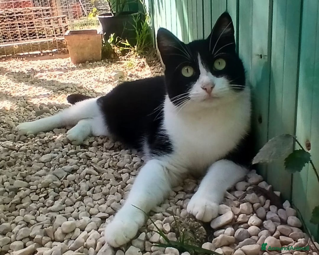 Meticcio gatti in regalo: LA BELLA PESCA - Annuncio 3