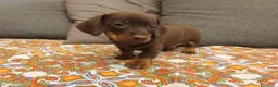 Bassotto cani in vendita: Bassotto cioccolato maschio.  - Annuncio 2