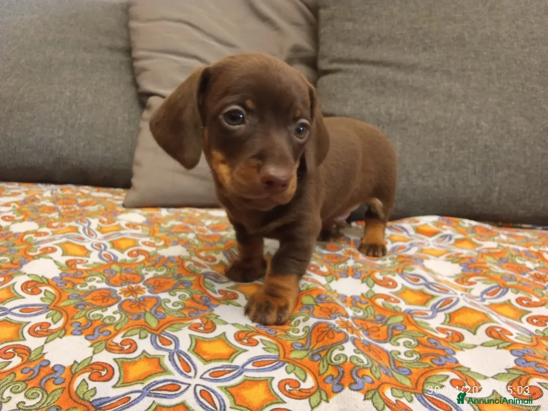Bassotto cani in vendita: Bassotto cioccolato maschio.  - Annuncio 2