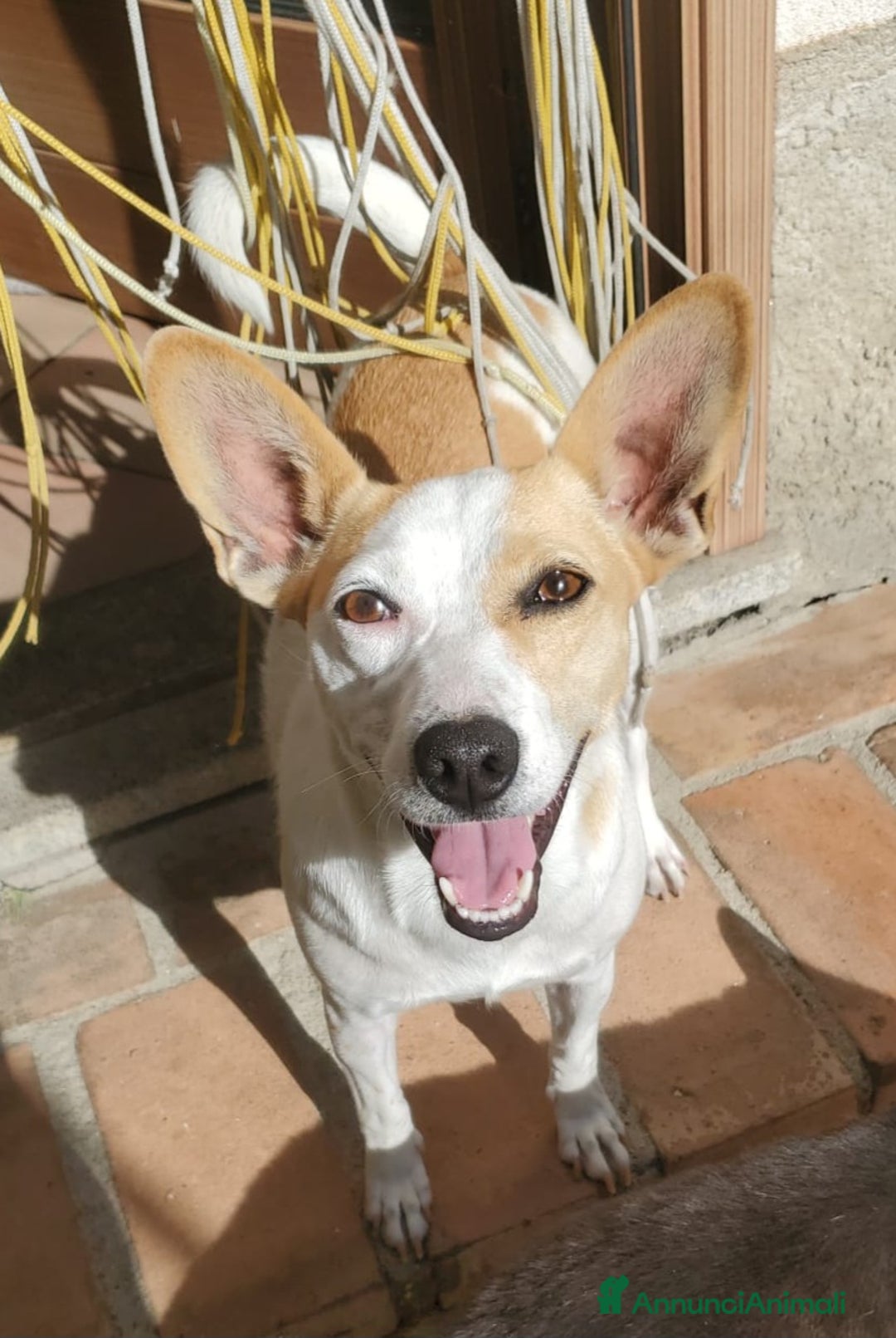 Meticcio cani in regalo: LILLY TAGLIA PICCOLA  - Annuncio 5