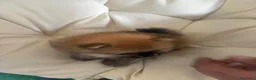 Volpino Pomerania cani in vendita: Vendo cuccioli di Pomerania  - Annuncio 7