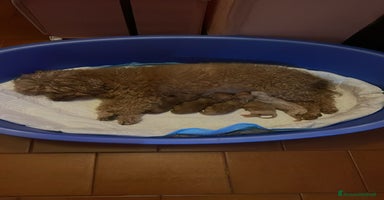 Barboncino Toy cani a Città Metropolitana di Firenze - Annuncio 8