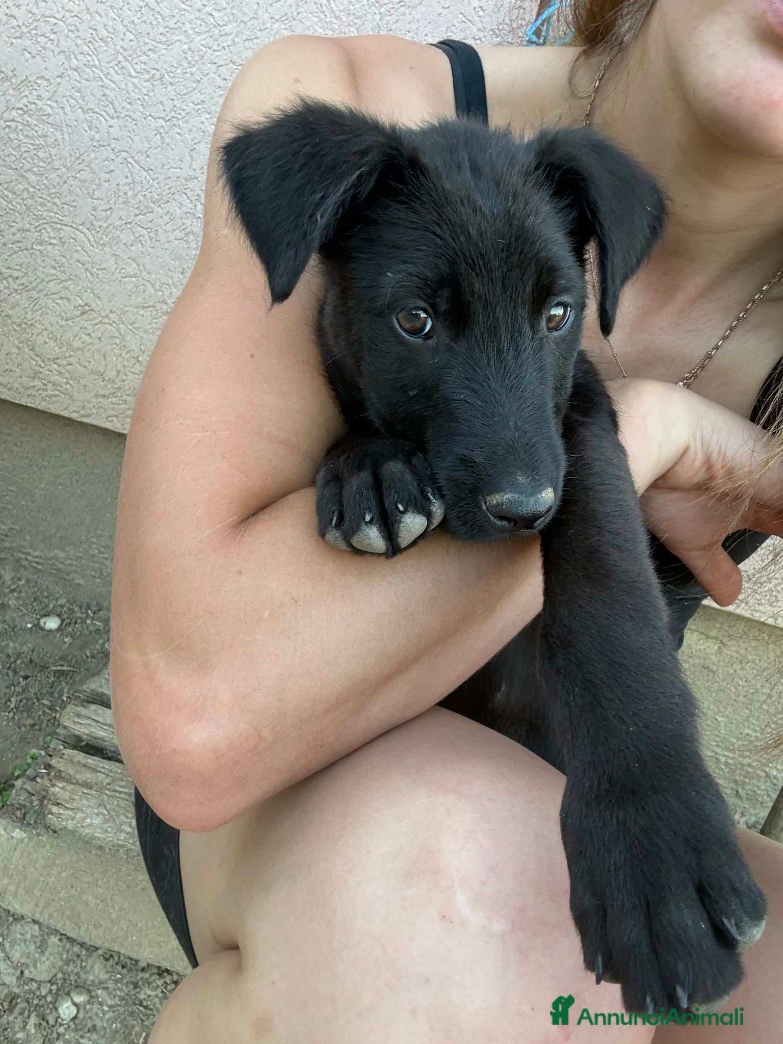 Meticcio cani in regalo: 3 dolci CUCCIOLI total black! Bellissimi - Annuncio 3