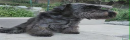 Mini Schnauzer cani in regalo: Schnauzer nano femmina adulta (pensione) - Annuncio 2