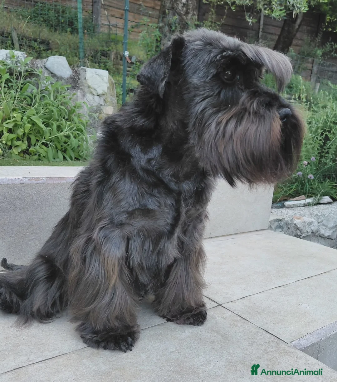Mini Schnauzer cani in regalo: Schnauzer nano femmina adulta (pensione) - Annuncio 2