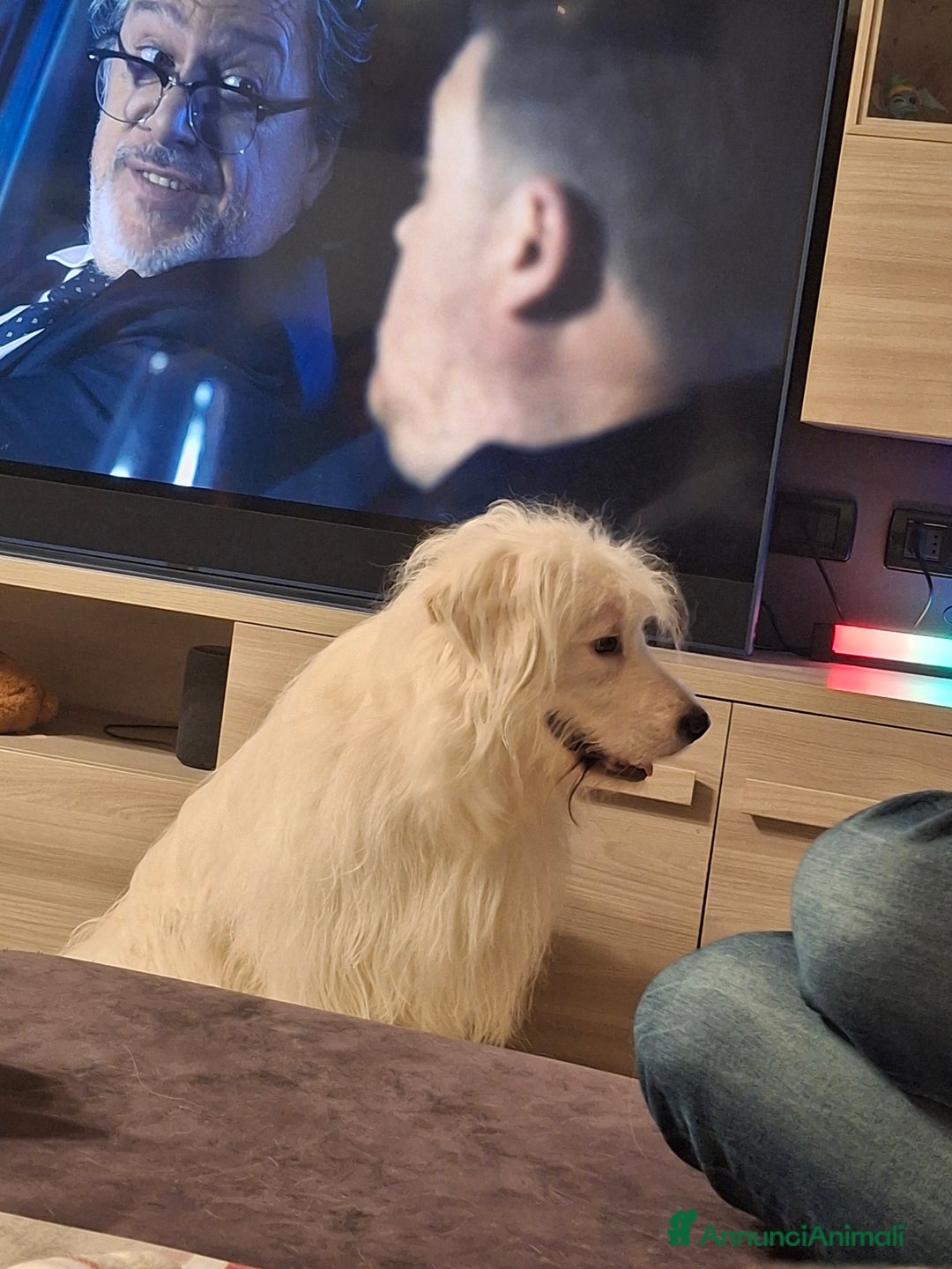 Altre razze cani in regalo: Noah cerca casa - Annuncio 5