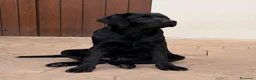 Labrador cani in vendita: CUCCIOLO LABRADOR NERO - Annuncio 2