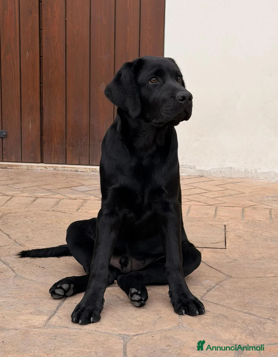 Labrador cani in vendita: CUCCIOLO LABRADOR NERO - Annuncio 2