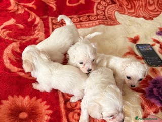 Bichon cani Cuccioli di Bichon Maltese - Annuncio 2