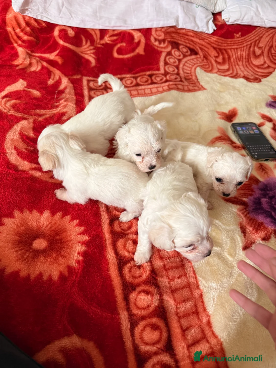 Bichon cani in vendita: Cuccioli di Bichon Maltese  - Annuncio 1