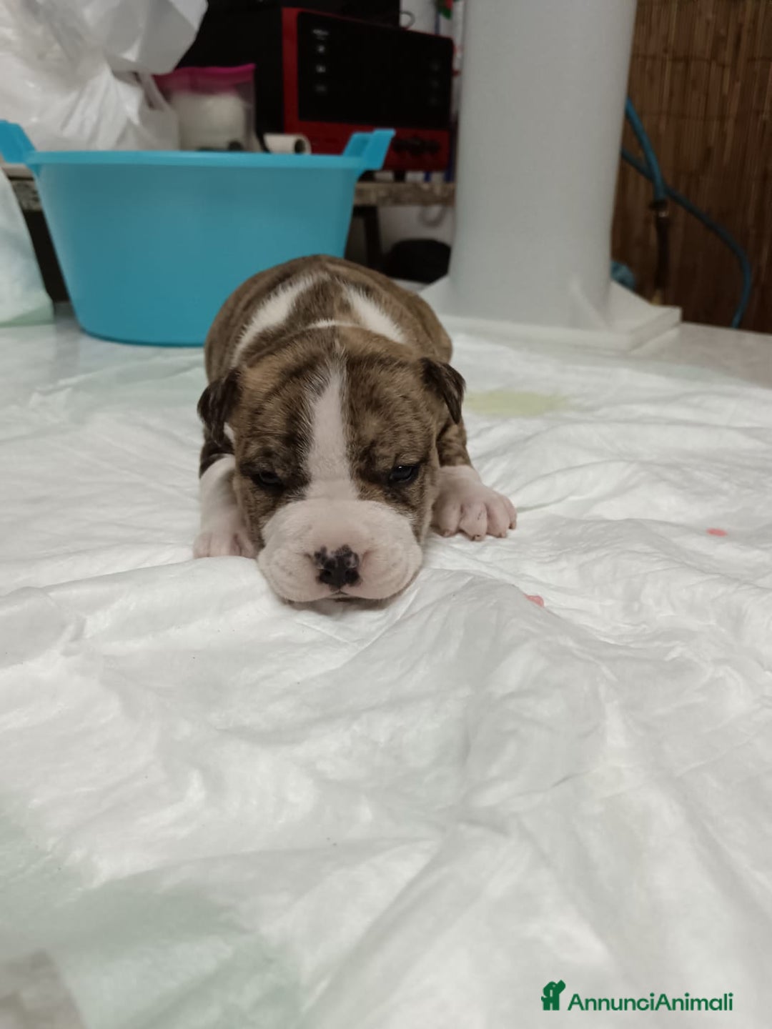 American Staffordshire cani in vendita: America Staffordshire terrier - Annuncio 16