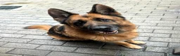Meticcio cani in regalo: IBRA PASTORE TEDESCO - Annuncio 7
