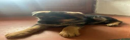 Pastore Tedesco cani in vendita: CUCCIOLI DI PASTORE TEDESCO - Annuncio 2