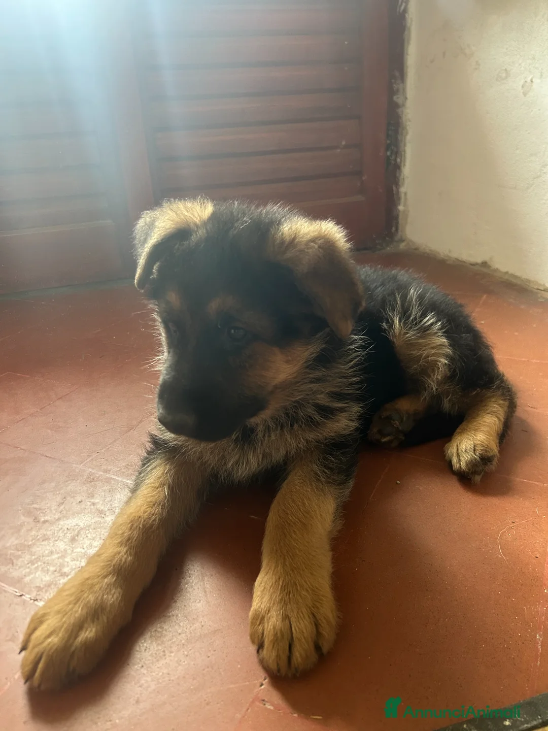Pastore Tedesco cani in vendita: CUCCIOLI DI PASTORE TEDESCO - Annuncio 2