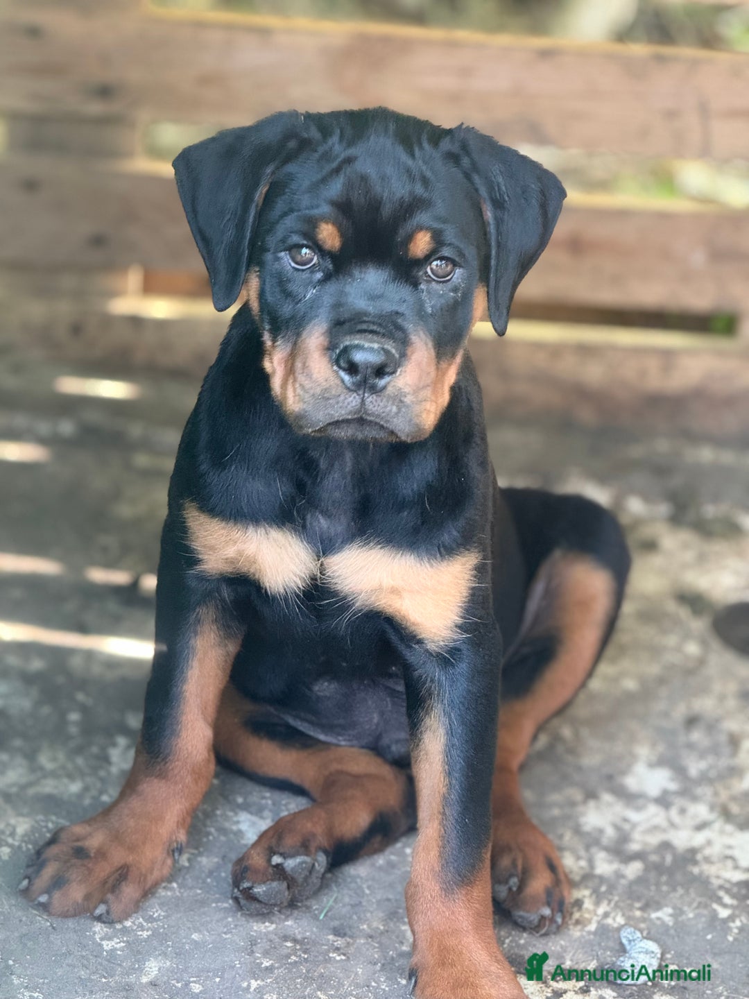 Rottweiler cani in vendita: Cuccioli rottweiler  a Provincia di Massa e Carrara - Immagine 4