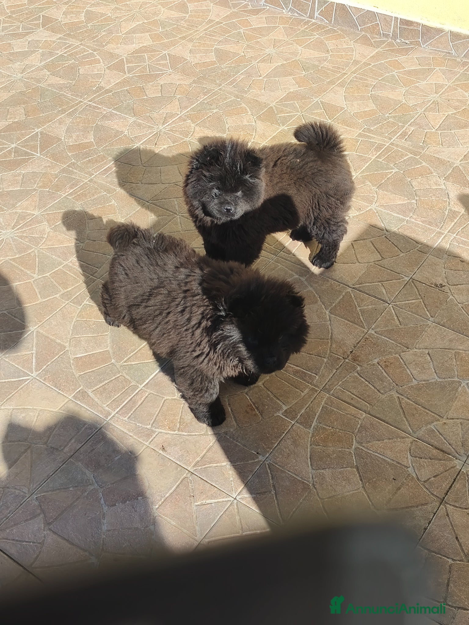 Chow Chow cani Cuccioli  - Annuncio 1