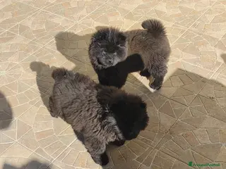 Chow Chow cani Cuccioli - Annuncio 1