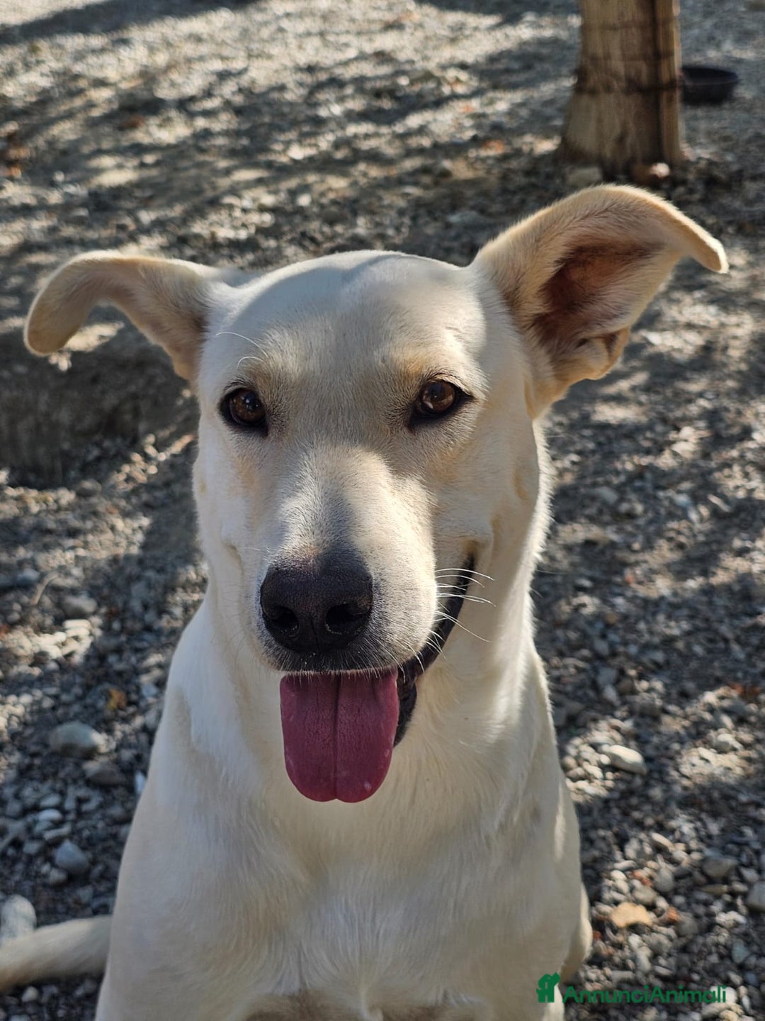 Meticcio cani in regalo: Leone cagnolone affettuoso  - Annuncio 4