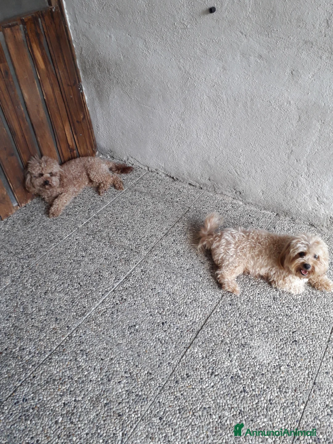 Maltipoo cani in vendita: Maltipo maschio  - Annuncio 1