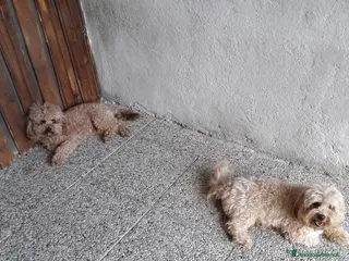 Maltipoo cani Maltipo maschio - Annuncio 13