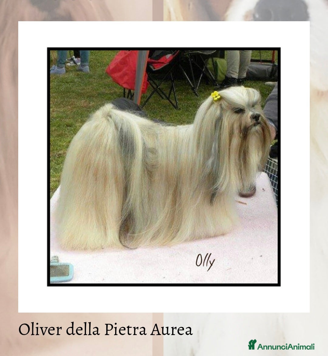 Lhasa Apso cani in vendita: Cuccioli maschi di Lhasa Apso - Annuncio 1