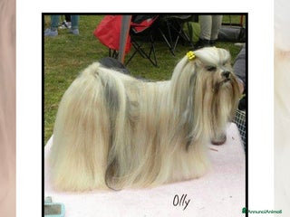 Lhasa Apso cani Cuccioli maschi di Lhasa Apso - Annuncio 17