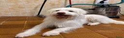 Meticcio cani in regalo: TRADITO DA CHI AMAVA! 2 ANNI a Provincia di Ferrara - Annuncio 2