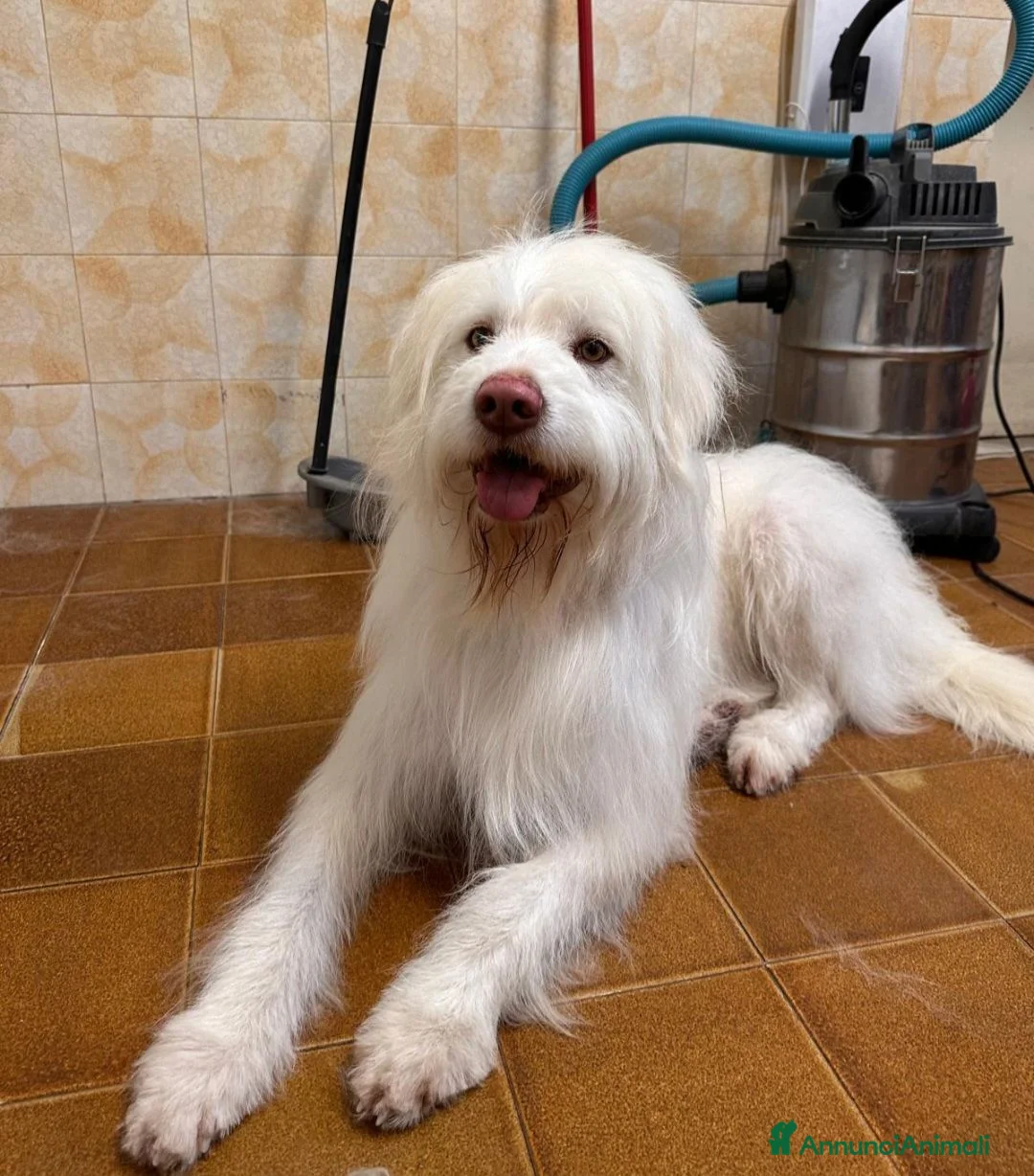 Meticcio cani in regalo: TRADITO DA CHI AMAVA! 2 ANNI a Provincia di Ferrara - Annuncio 2