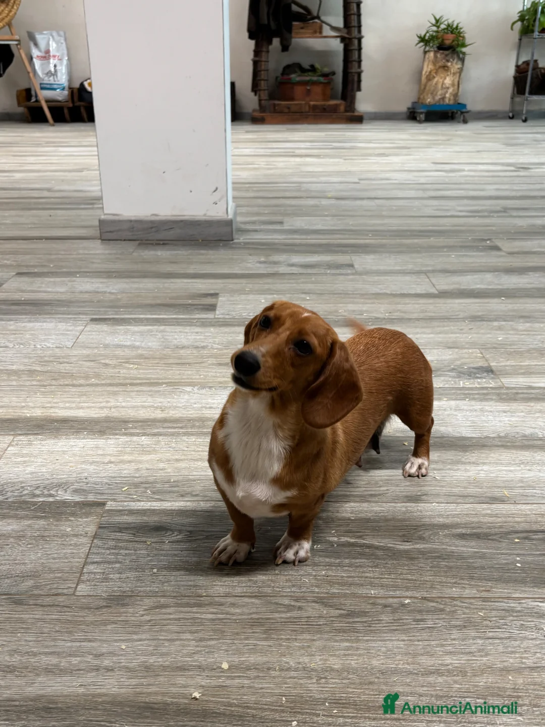 Bassotto cani in vendita: Bassotto nano  - Annuncio 2