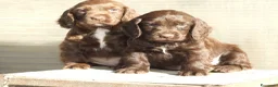Cocker cani in vendita: COCKER SPANIEL INGLESE - Annuncio 3