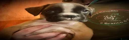 Boxer cani in vendita: CUCCIOLE DI BOXER  - Annuncio 7