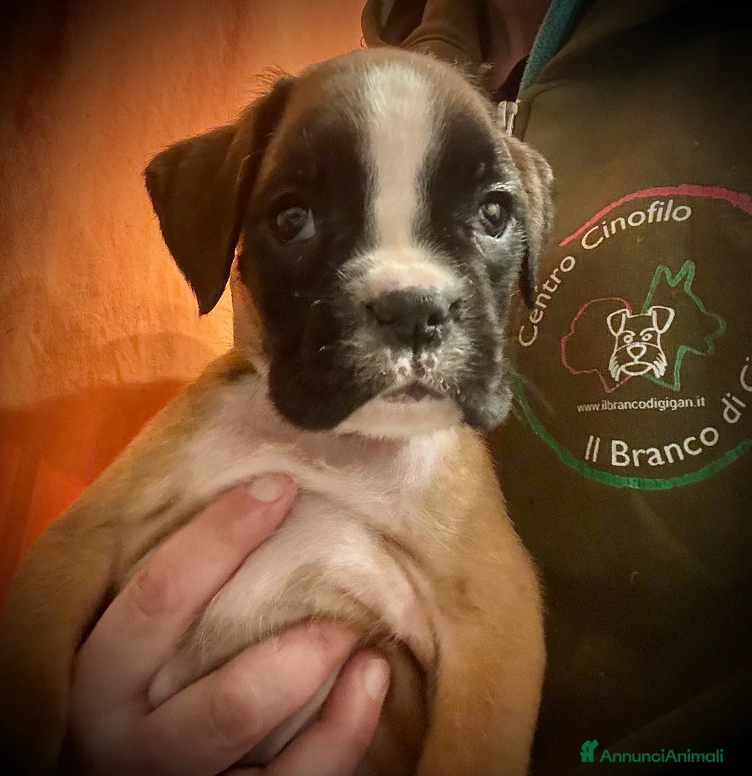 Boxer cani in vendita: CUCCIOLE DI BOXER  - Annuncio 7