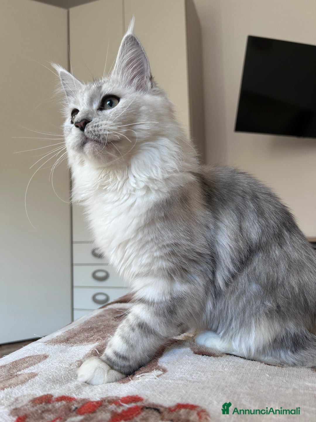 Maine Coon gatti in vendita: Femmina Maine Coon shaded - Annuncio 15