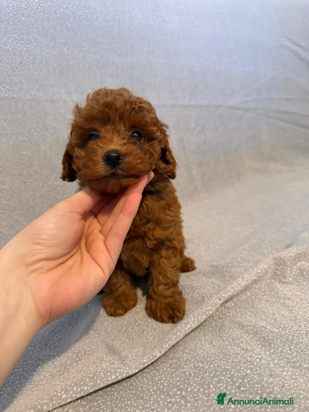 Barboncino cani in vendita: Barboncino fulvo - Annuncio 6
