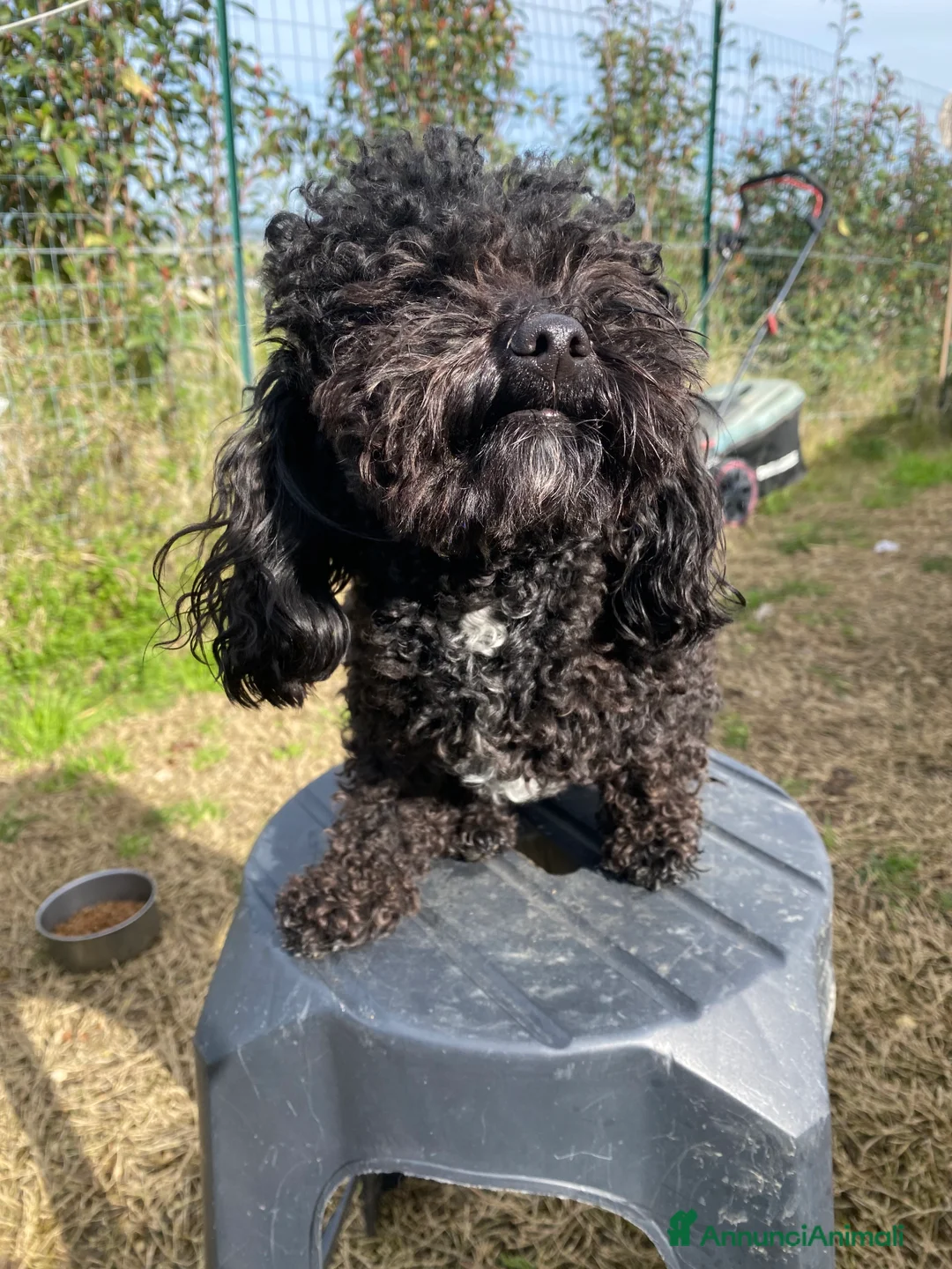 Barboncino Toy cani per accoppiamento: Barboncino Toy  - Annuncio 14