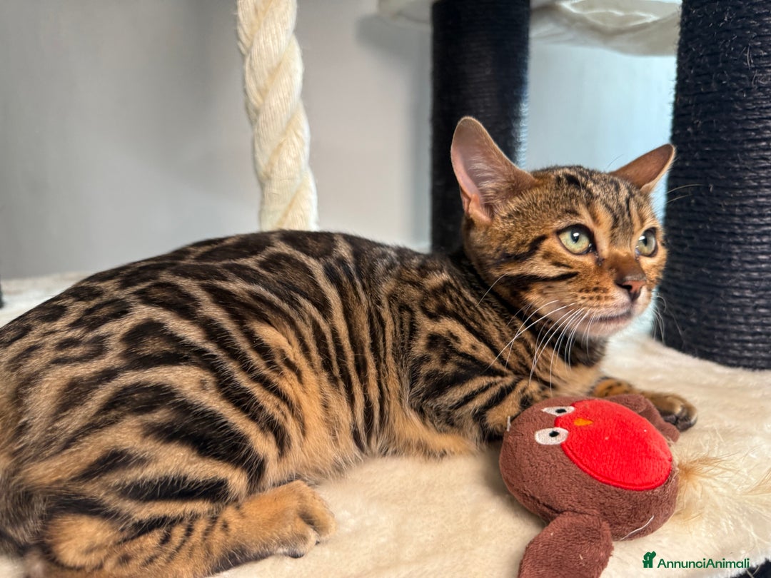 Bengala gatti in vendita: Gattina bengala brown spotted tabby  - Annuncio 22