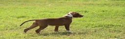 Pitbull cani in vendita: Cuccioli di Pit Bull anche a rate - Annuncio 4