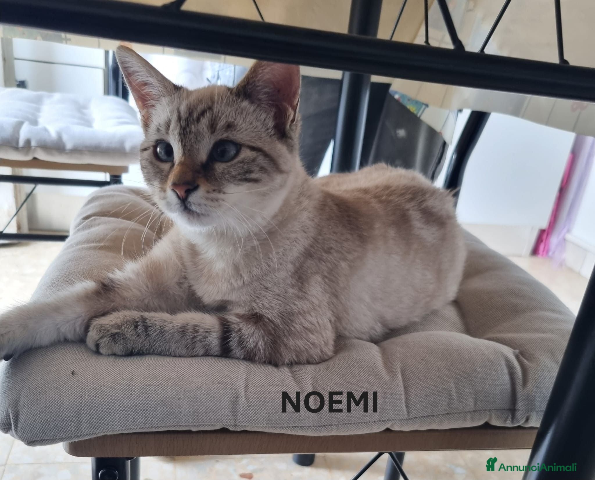 Meticcio gatti Nemo e Noemi cuccioli meravigliosi - Annuncio 3