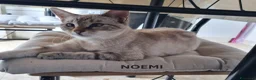 Meticcio gatti in regalo: Nemo e Noemi cuccioli meravigliosi - Annuncio 1
