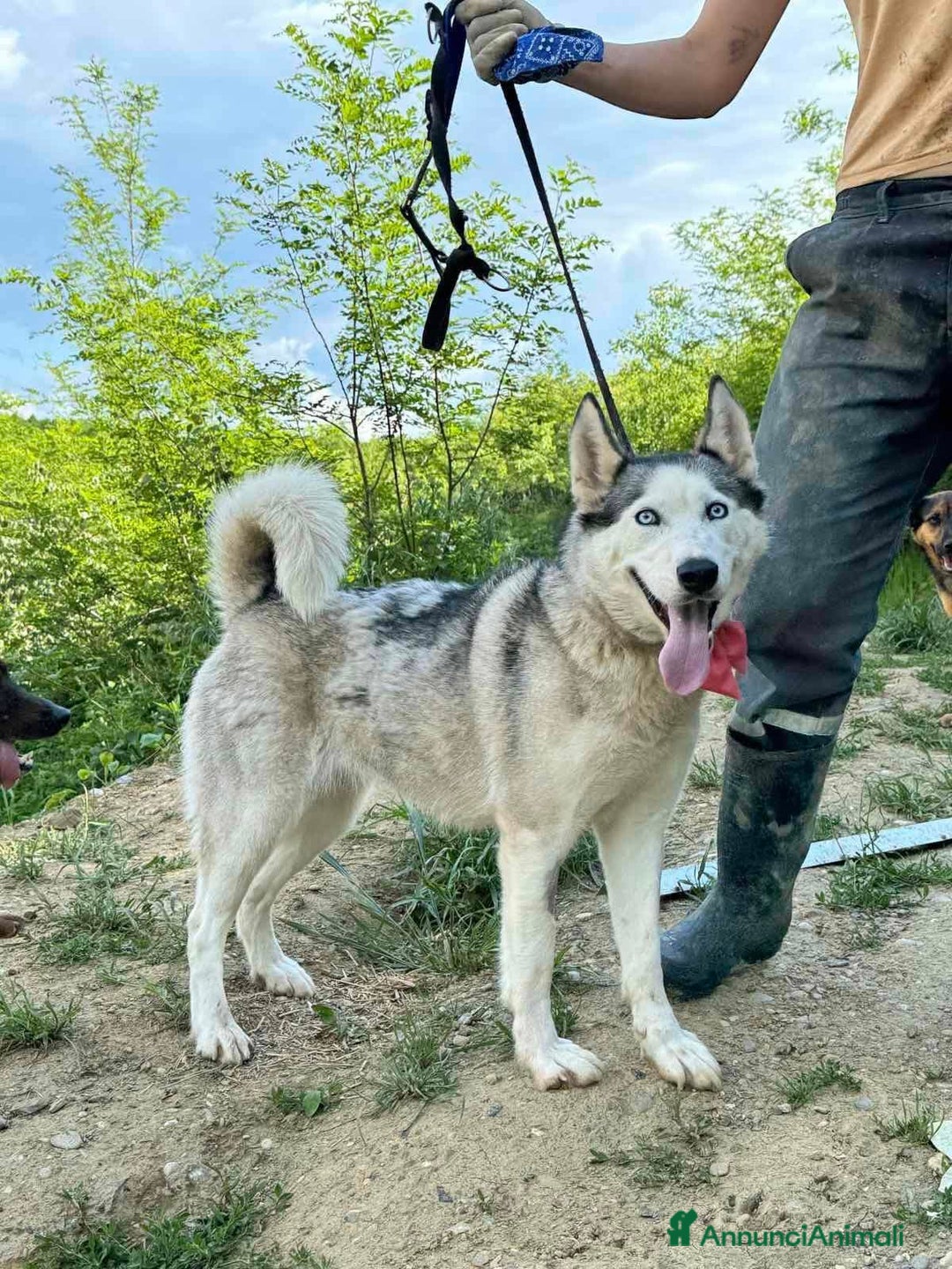 Husky cani in regalo: CINDY, splendida HUSKY cerca famiglia! - Annuncio 8