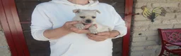 Meticcio cani in regalo: ZELDA CERCA LA SUA FAMIGLIA PER LA VITA - Annuncio 3